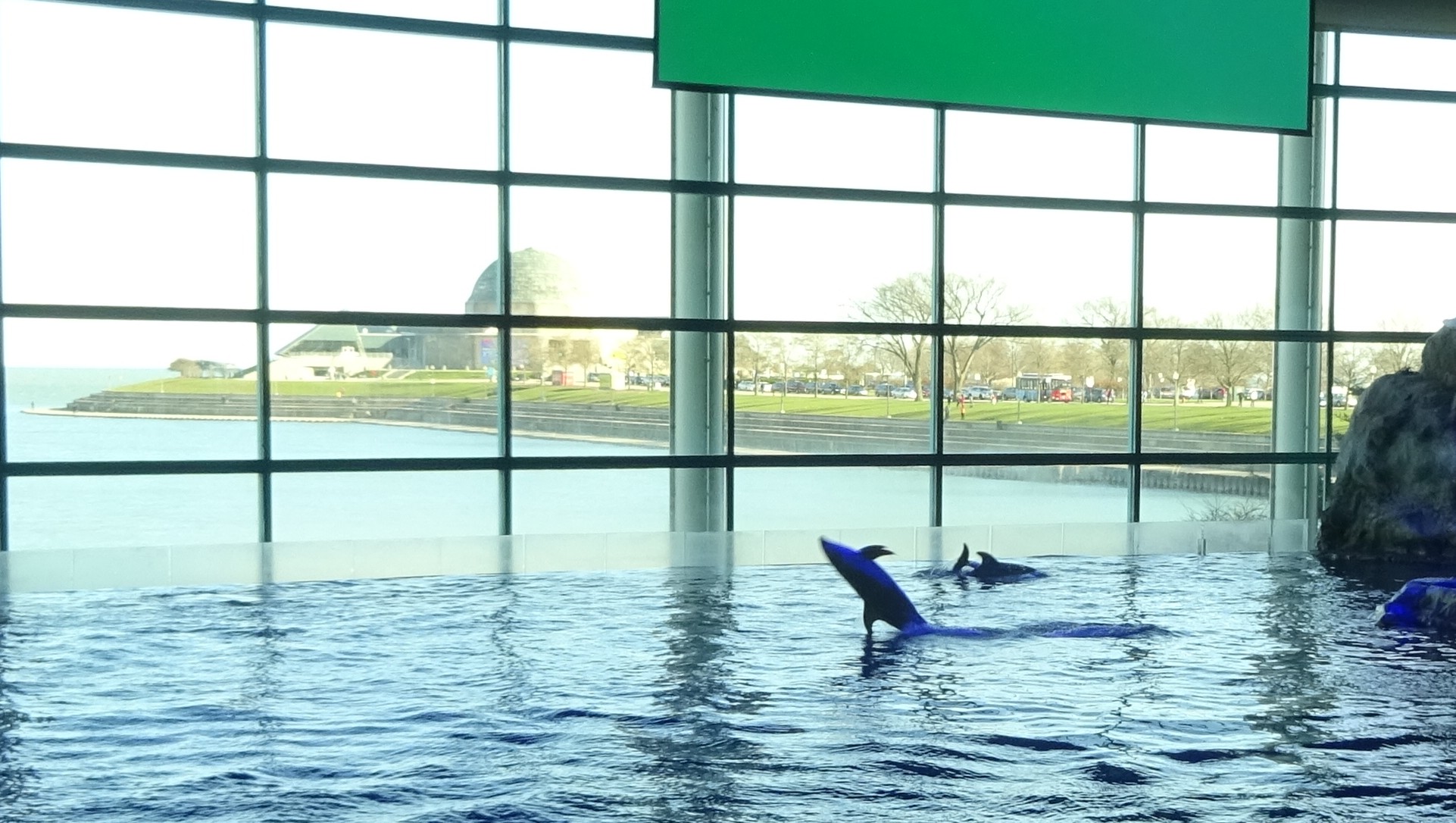 Dolphins at Shedd