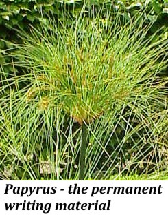 papyrus plant
