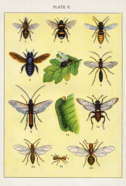 Bees and wasps
