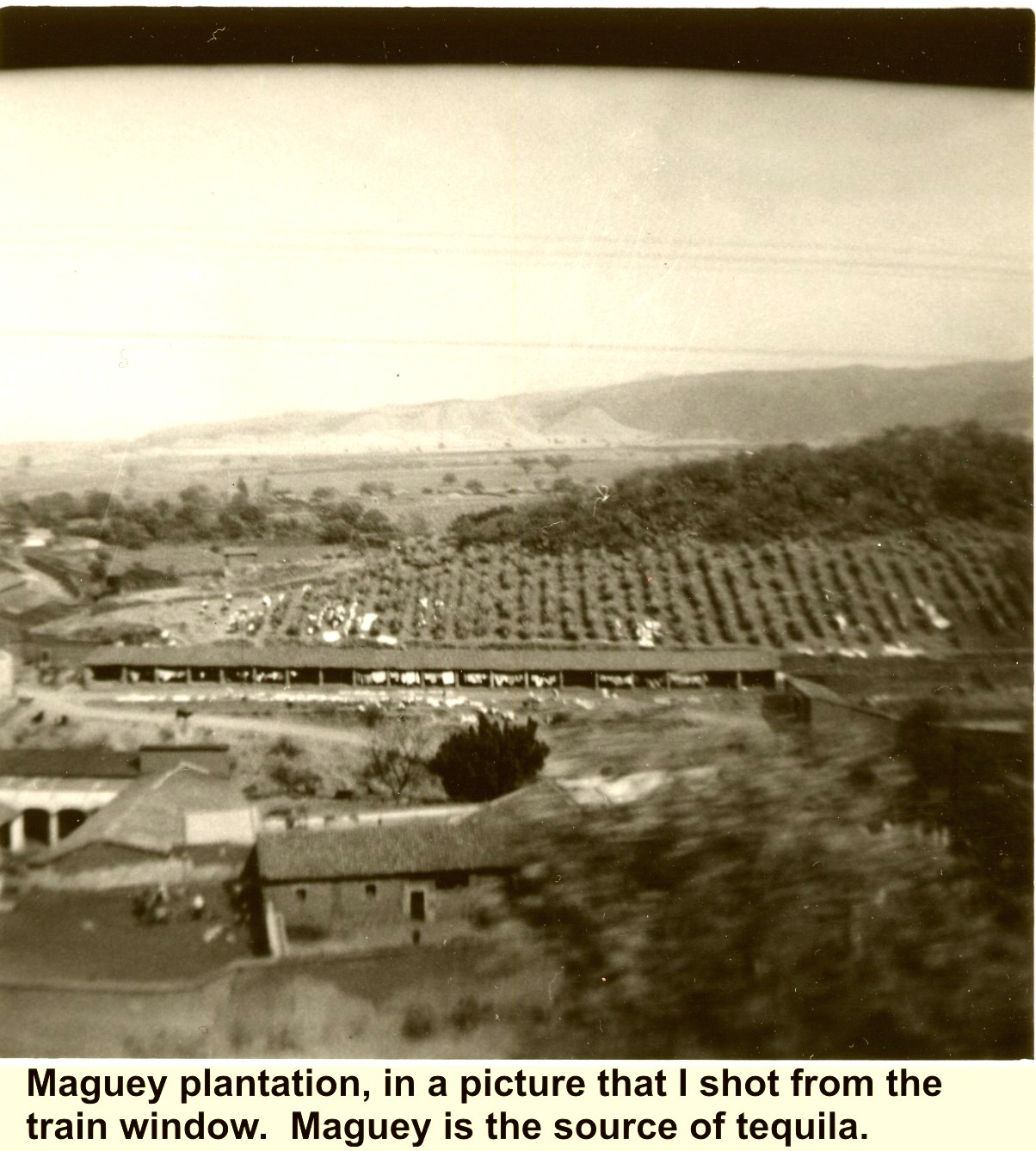 Maguey plantation