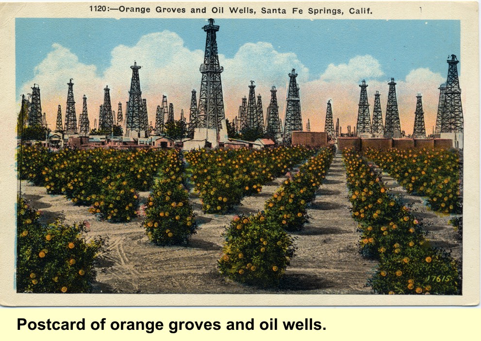 Orange groves